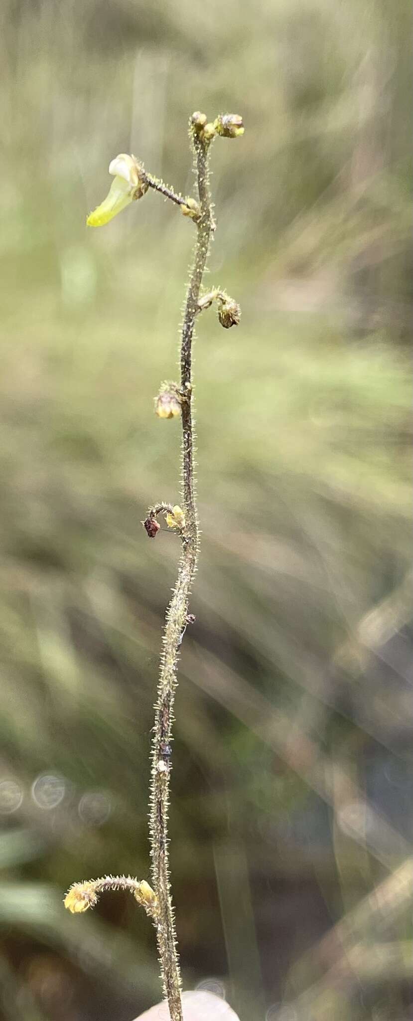 Image of Genlisea pallida E. Fromm-Trinta & P. Taylor