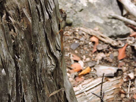 Image of Schwartz'  Anole