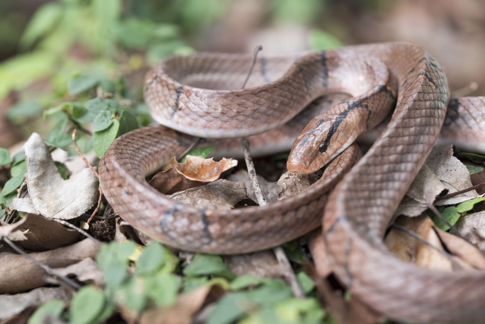 Plancia ëd Oreocryptophis porphyraceus kawakamii (Oshima 1911)