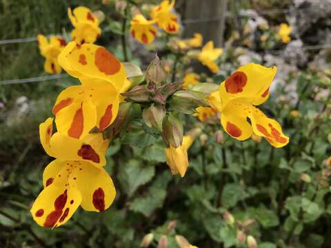 Image of Erythranthe robertsii (Silverside) G. L. Nesom