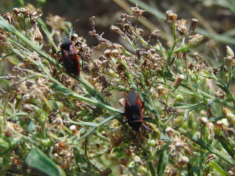 صورة <i>Largus rufipennis</i>