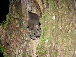 Image of Brown Antechinus