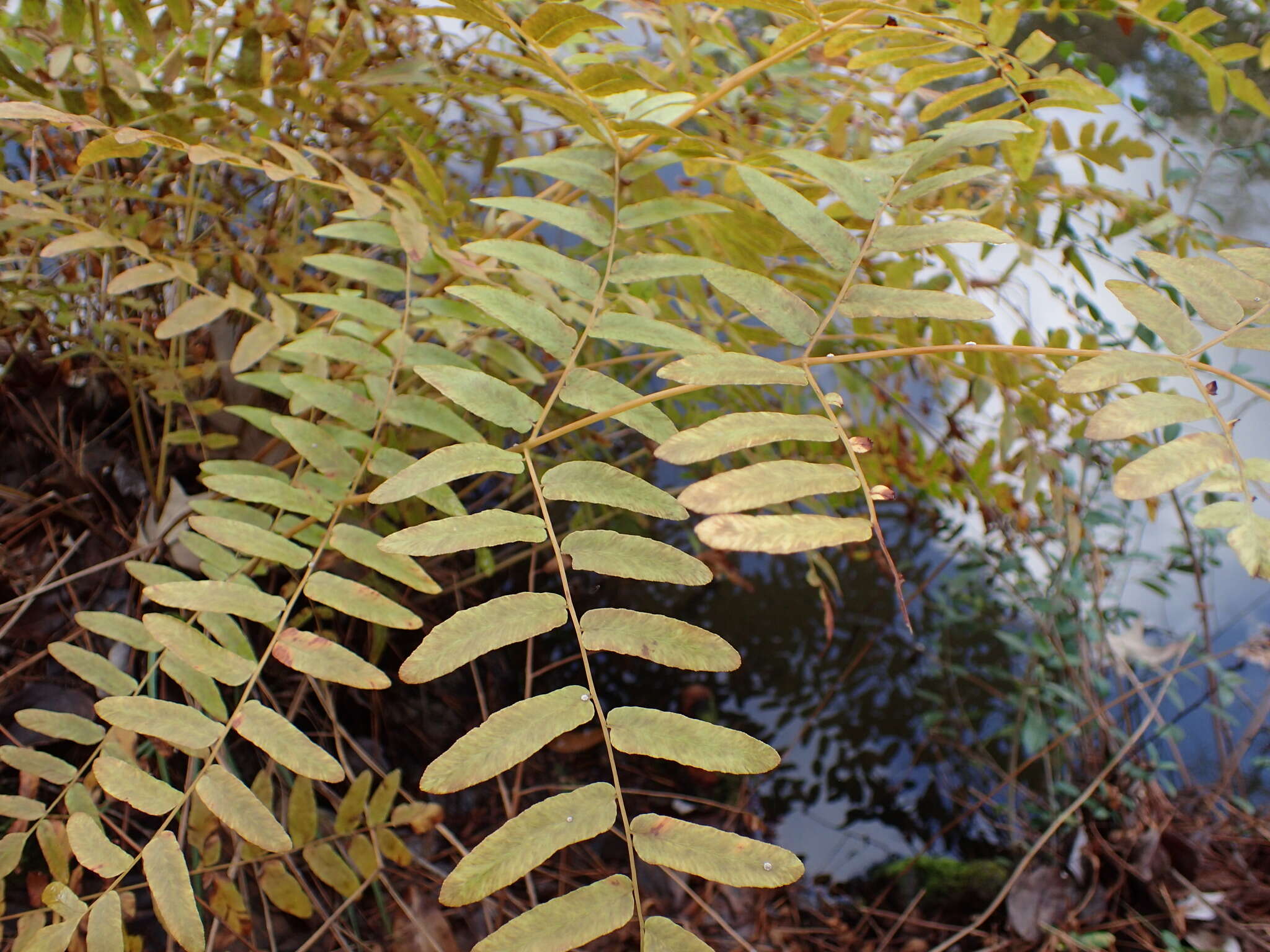 Слика од Osmunda spectabilis Willd.