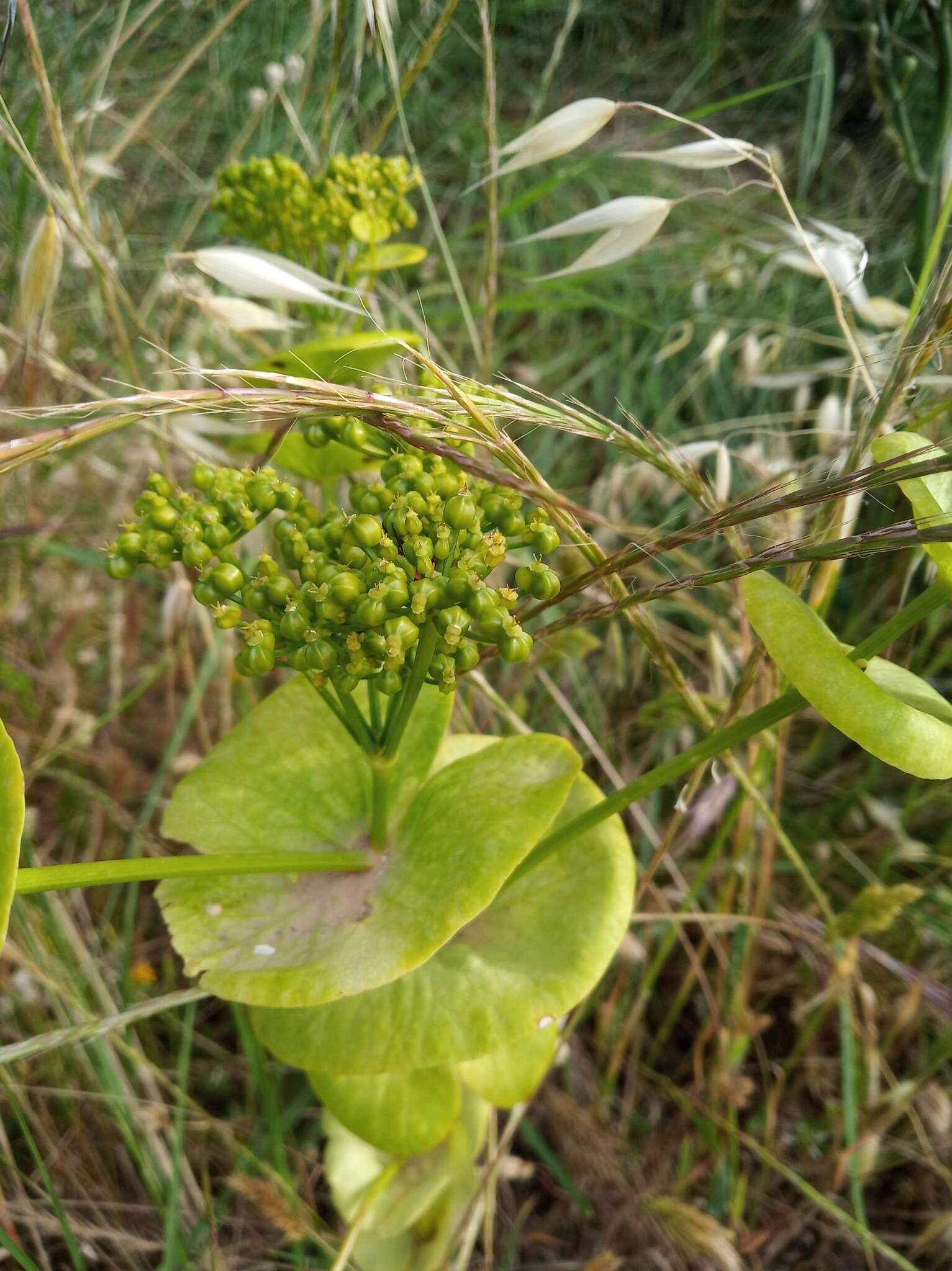 Image of Smyrnium perfoliatum subsp. rotundifolium (Mill.) Bonnier & Layens