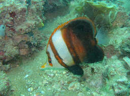 Image of Beaked coralfish