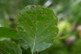 Sivun Eriophyes laevis kuva