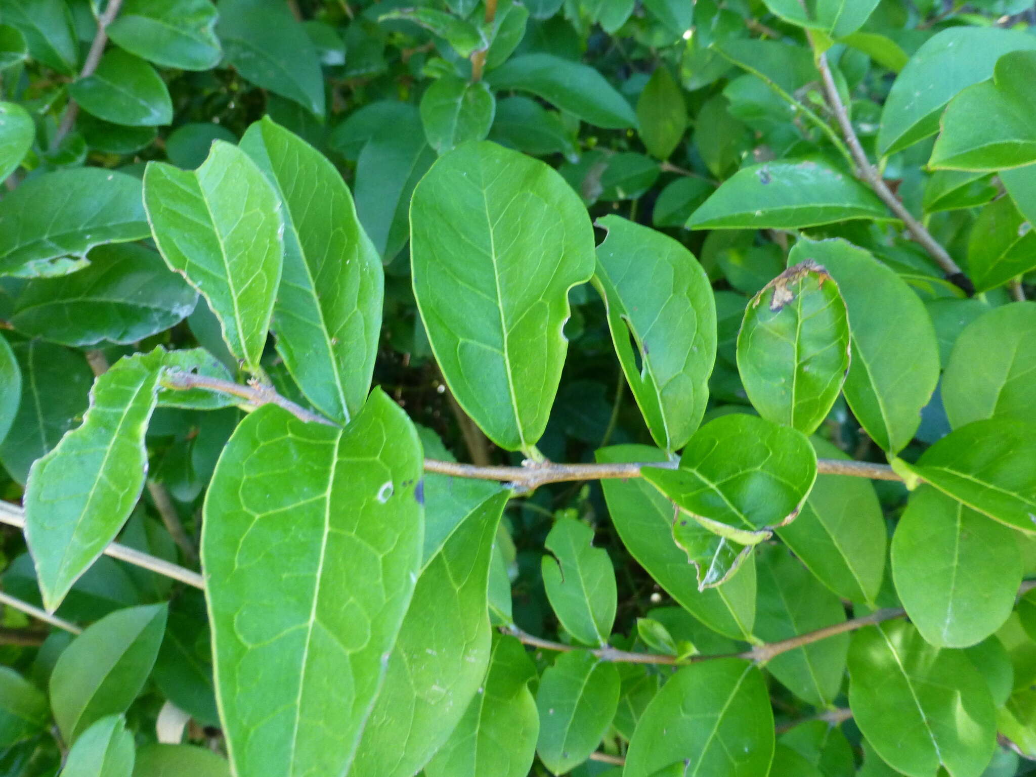 Image of California privet