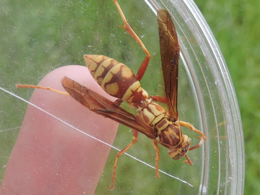 Image of Polistes apachus de Saussure 1857