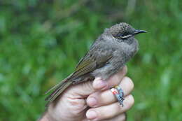 Image of Eungella Honeyeater