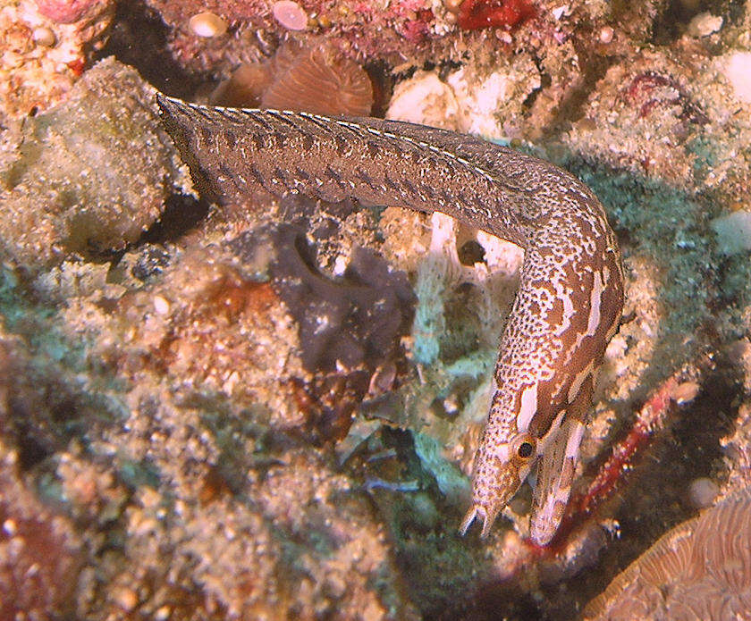 Image of Bar-tail moray