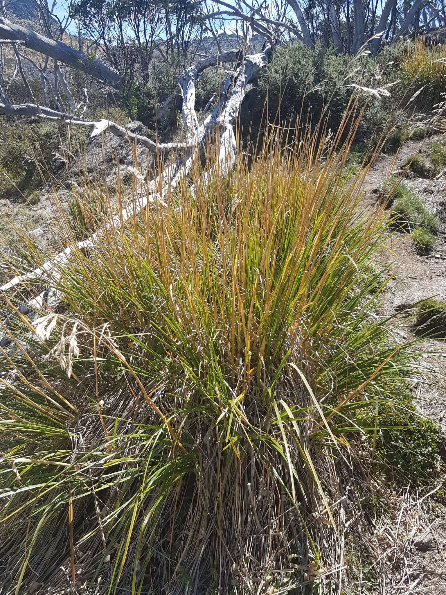 صورة Chionochloa frigida (Vickery) Conert