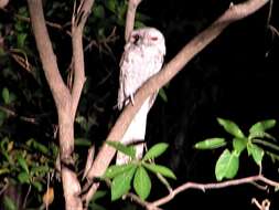 Image of Papuan Frogmouth