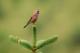 Image of Chinese Beautiful Rosefinch