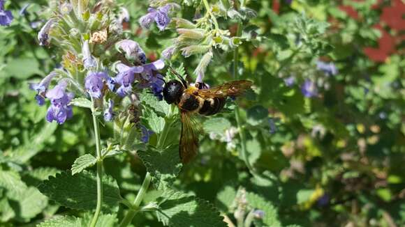 Image of giant resin bee