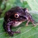 Image of Grassland Forest Tree Frog