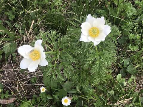 Image of Pulsatilla alpina subsp. alpina