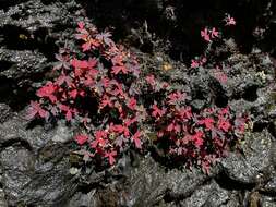 Image of Potentilla eriocarpa Wall.