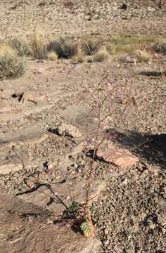 Image of Shockley's evening primrose