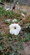 صورة Petunia axillaris subsp. subandina T. Ando