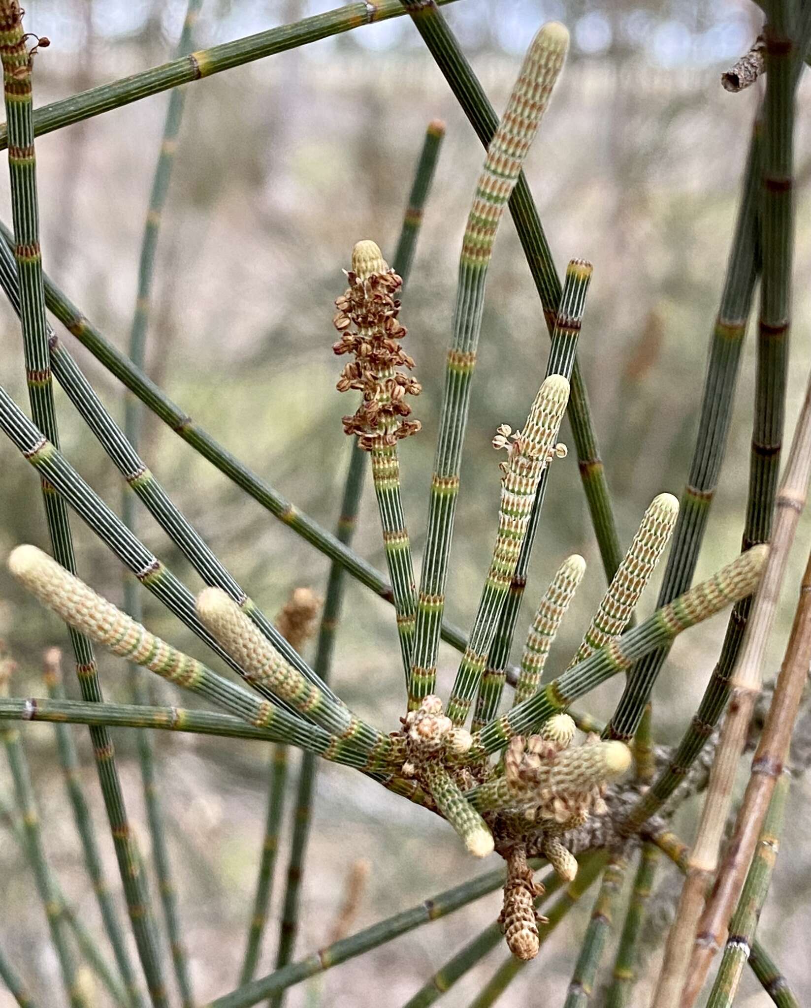 Image of Allocasuarina fraseriana (Miq.) L. A. S. Johnson