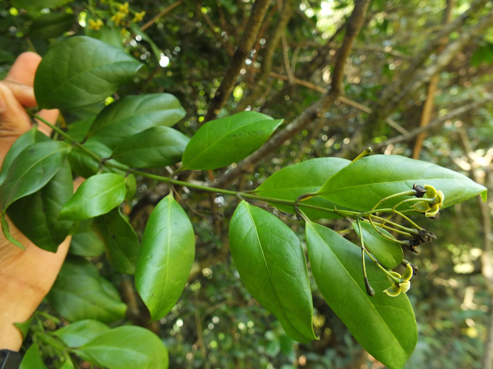 Imagem de Gardneria ovata Wall.