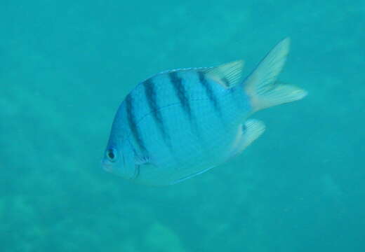 Image of Banded damselfish