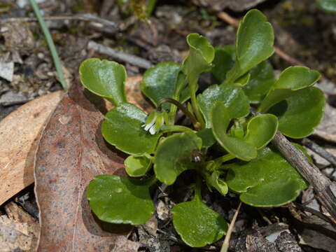 Image of Viola hederacea subsp. cleistogamoides L. Adams