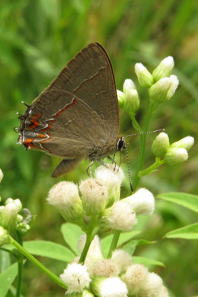 Image of Calycopis caulonia (Hewitson (1877))