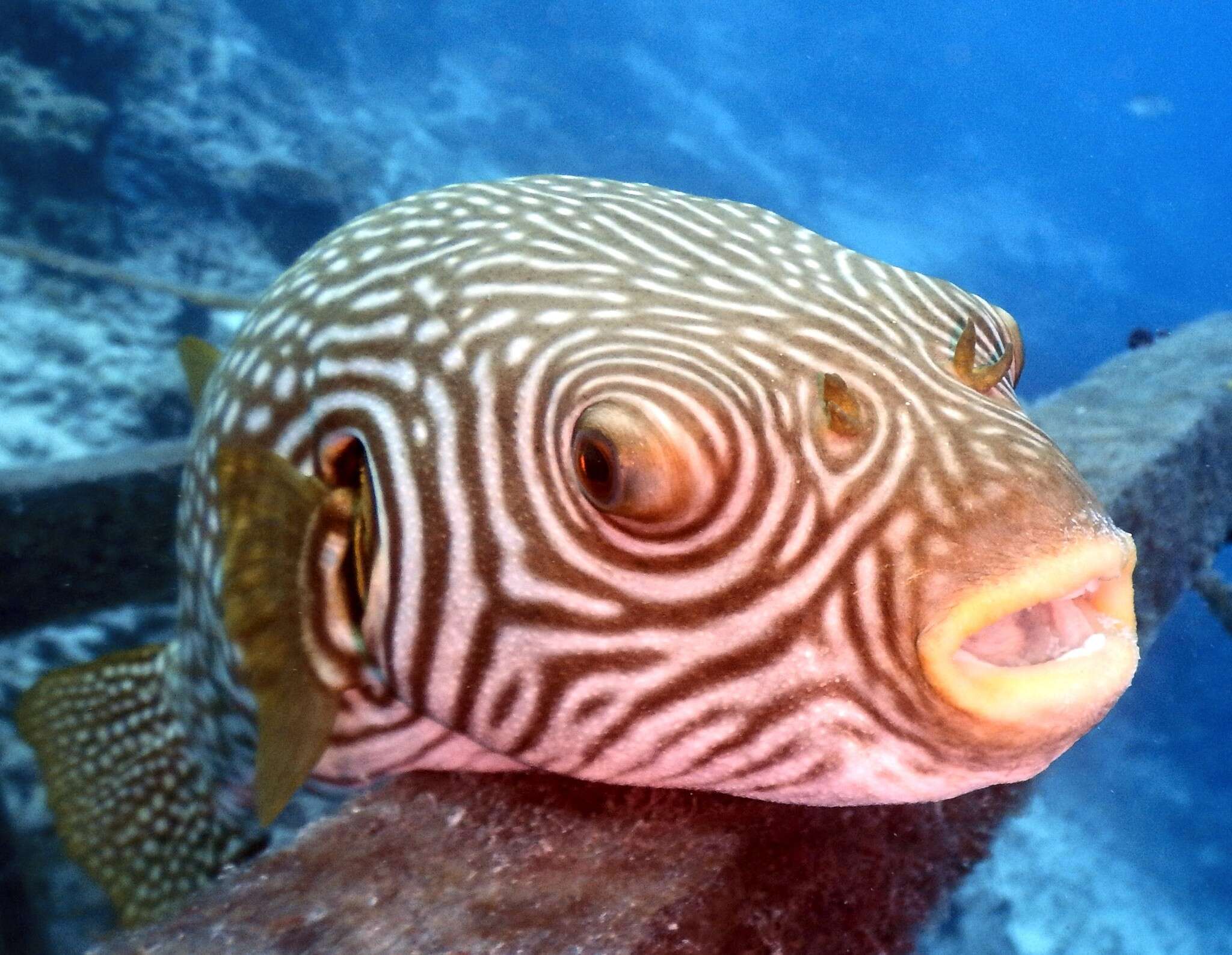 Image of Reticulated Blow Fish