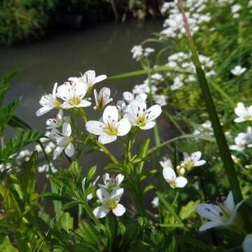 Image of Large Bittercress