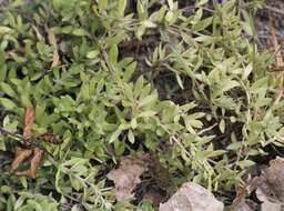 Image of stringy stonecrop