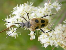 Image of Pachyta quadrimaculata (Linné 1758)