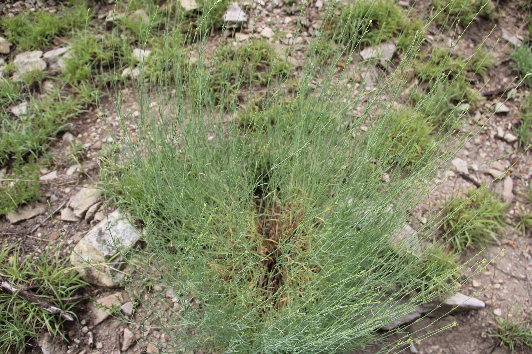 Слика од Gypsophila capitata Bieb.