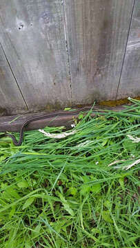 Image of Northwestern Garter Snake