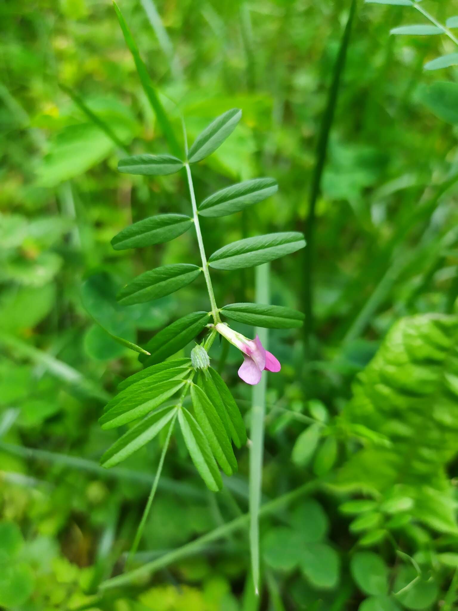 Image of Vicia sativa subsp. segetalis (Thuill.) Celak.