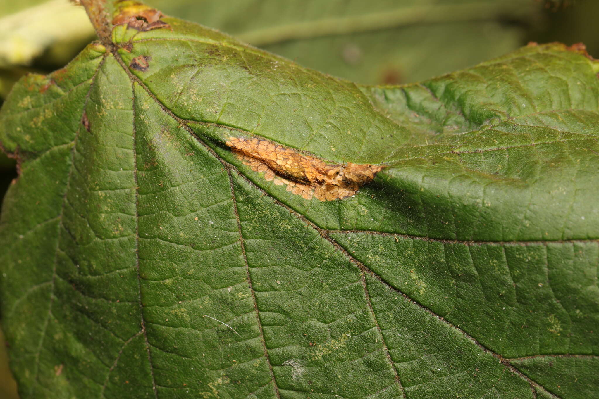 Image of Red Hazel Midget