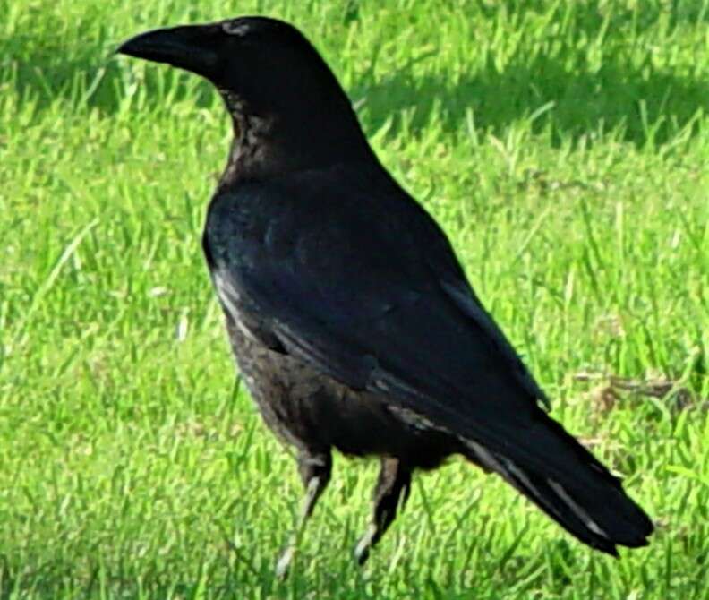 Imagem de Corvus corone corone Linnaeus 1758