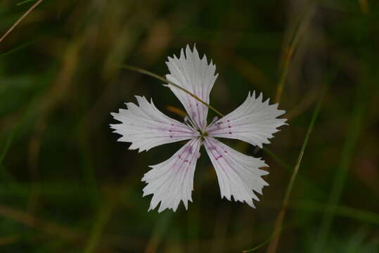 Image of Dianthus deltoides subsp. deltoides