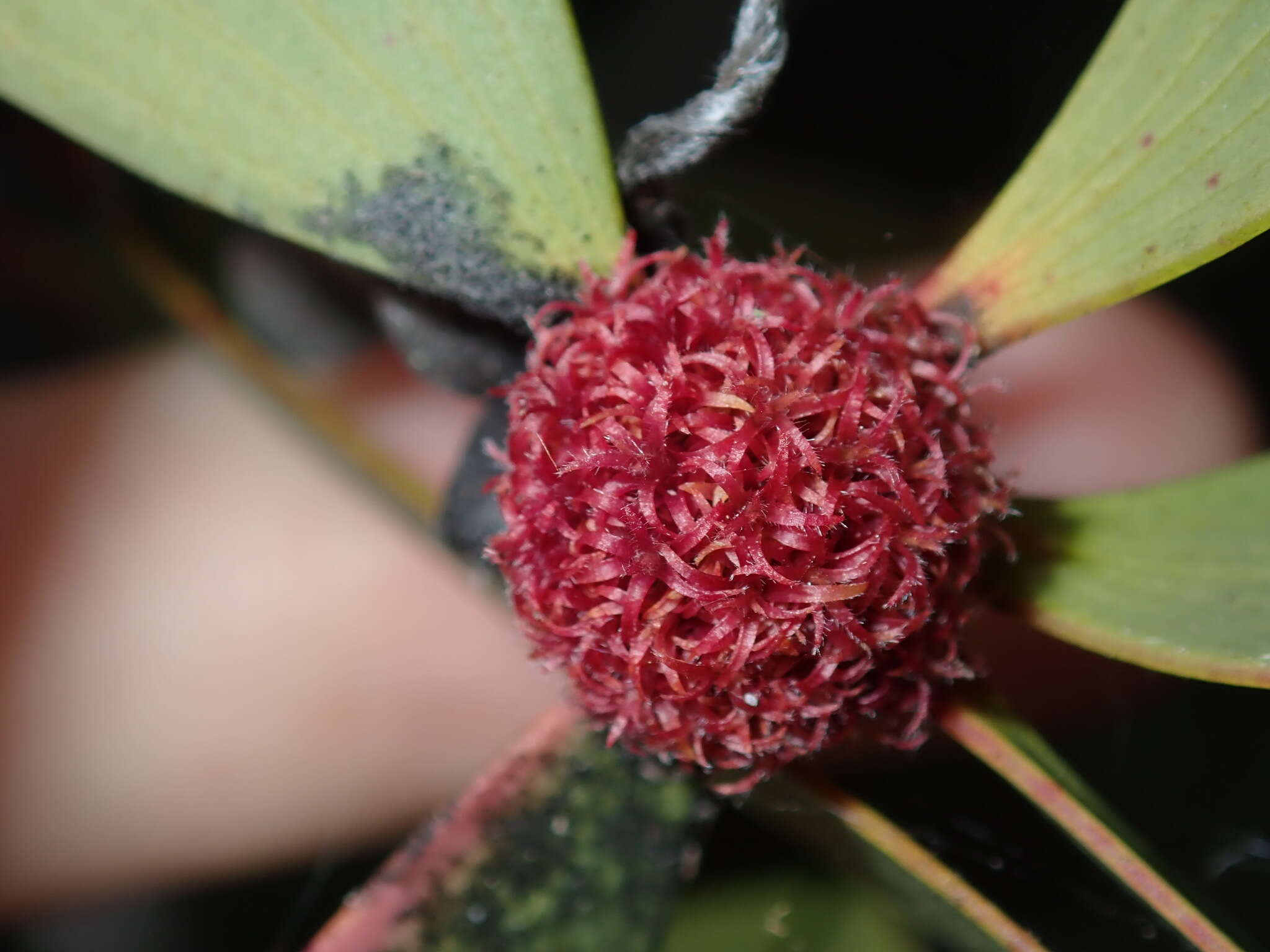 Sivun Beesonia ferrugineus (Froggatt 1921) kuva