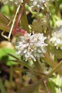 Image of Cuscuta palaestina Boiss.