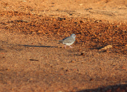 Image of Diamond Dove