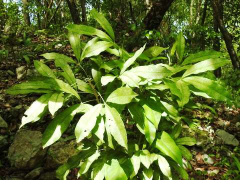 Image of Forchhammeria trifoliata Radlk. ex Millsp.