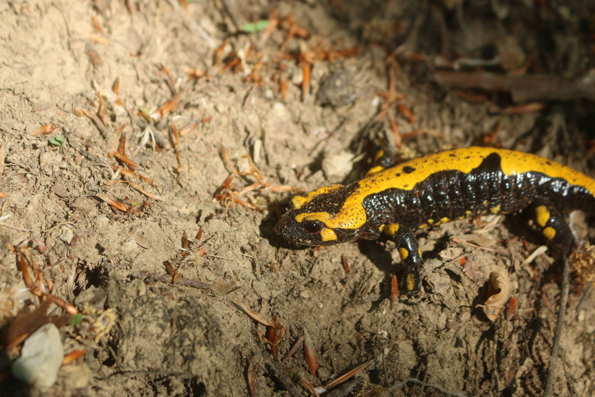 Image de Salamandra salamandra terrestris Lacépède 1788