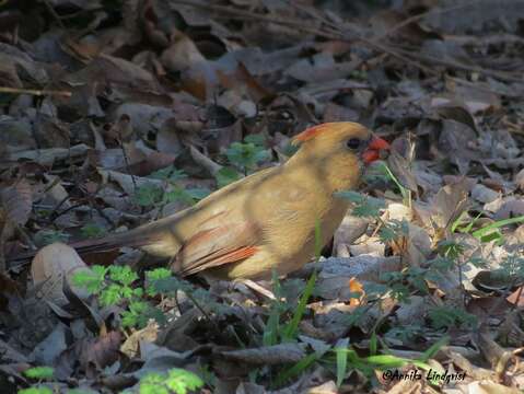 Imagem de Cardinalis Bonaparte 1838