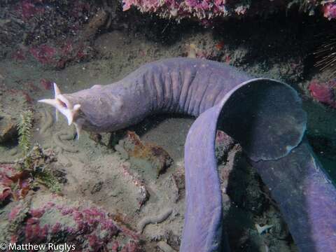 Image of Blind Eel