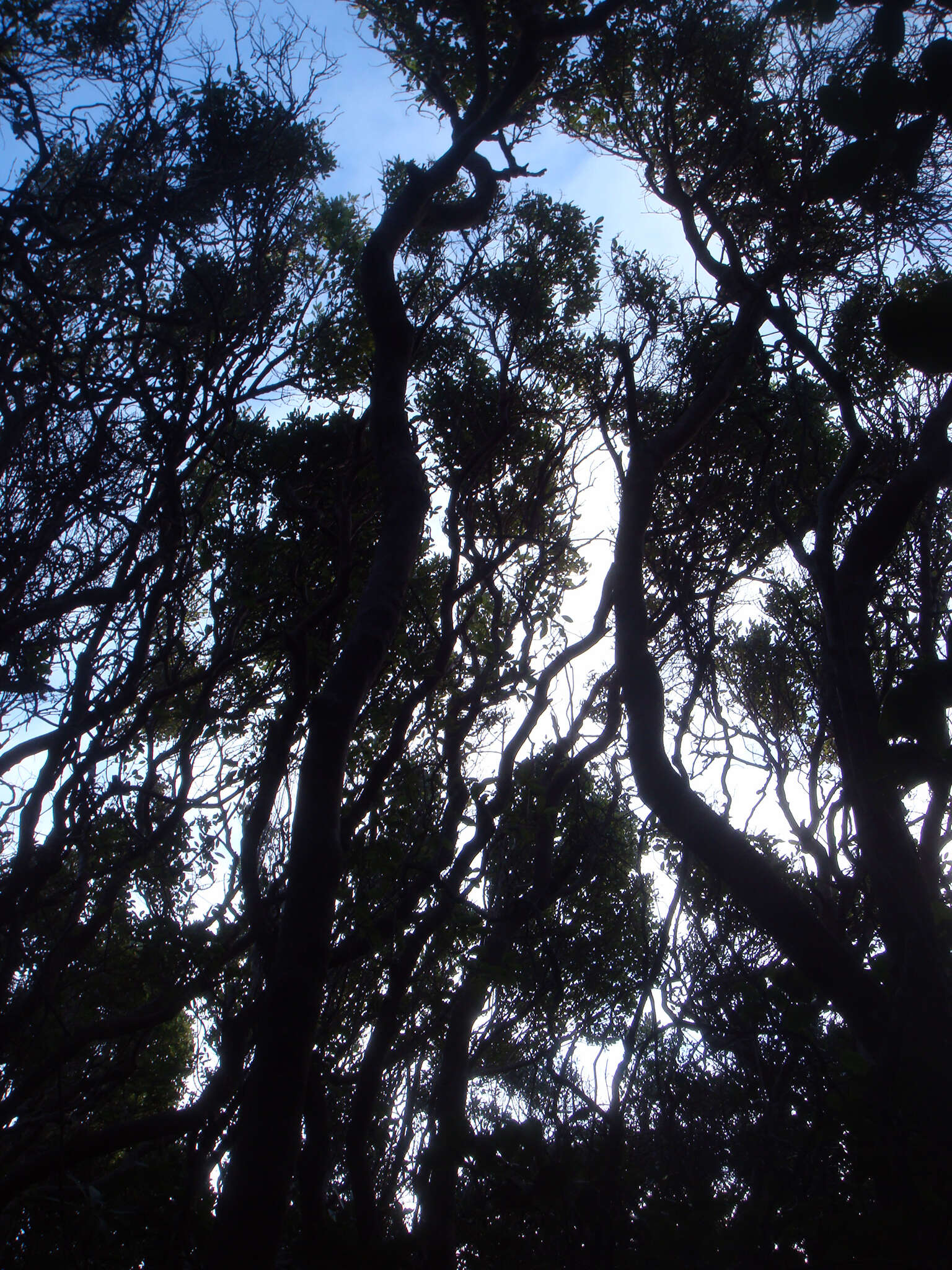 Image of Coprosma chathamica Cockayne