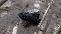 Image of white-spotted humming frog