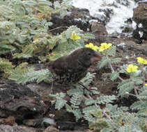 Image of Large Ground Finch