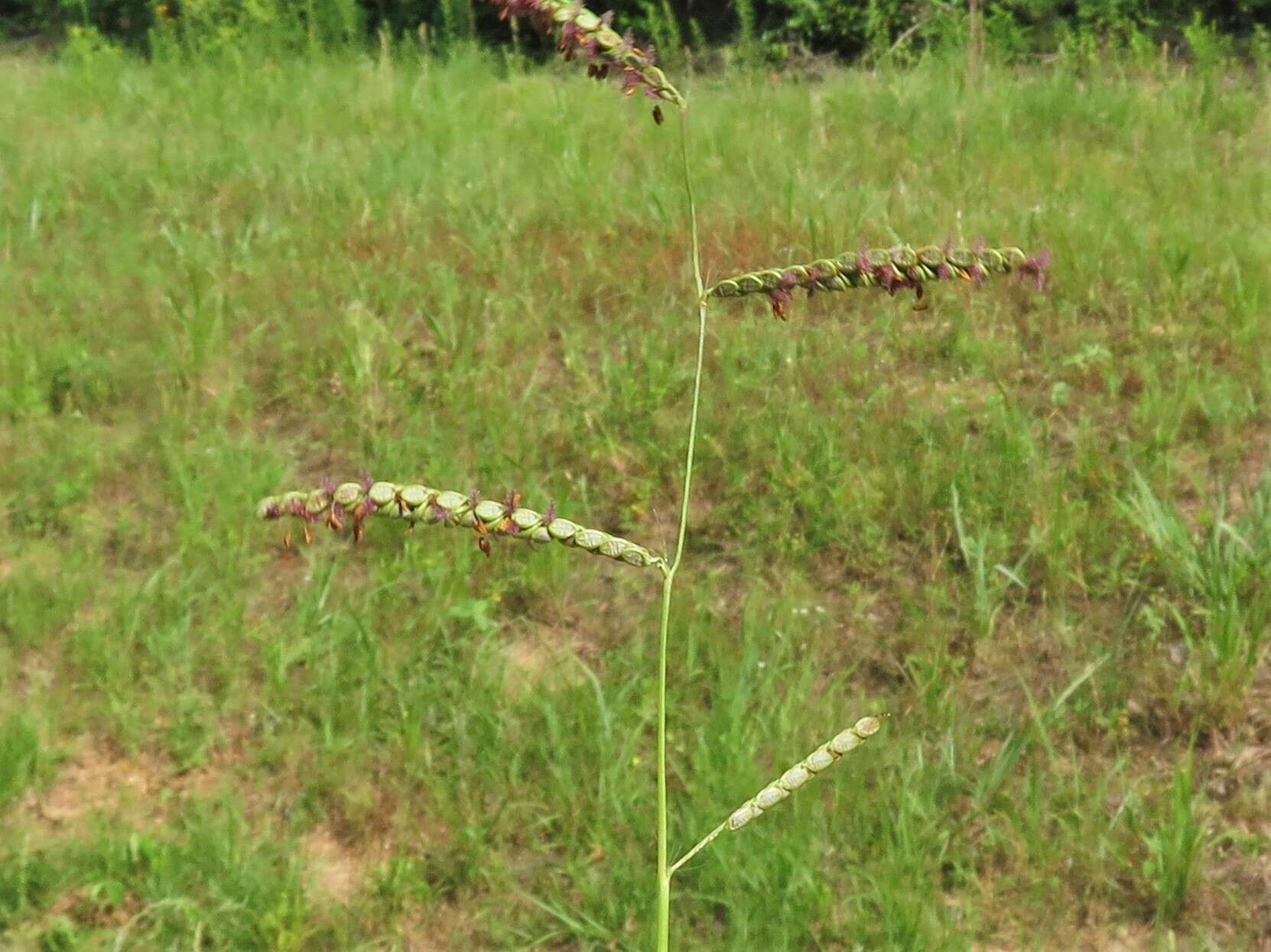 Image of brownseed paspalum