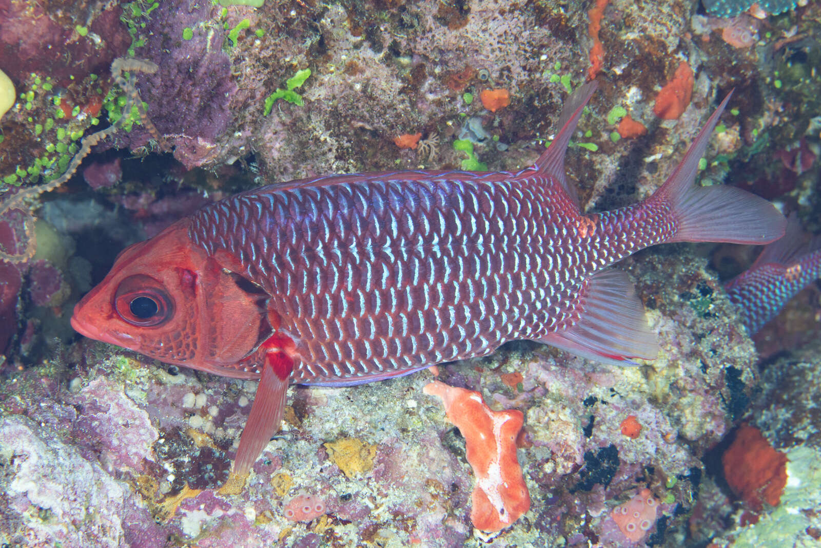 Image of Violet squirrelfish